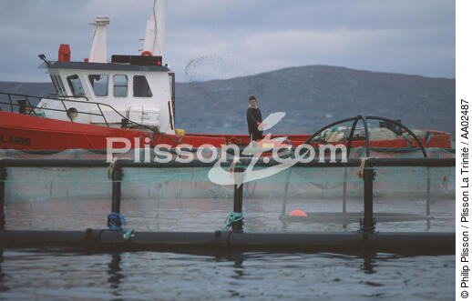 Pisiculteur à Kilkieran Bay. - © Philip Plisson / Plisson La Trinité / AA02487 - Nos reportages photos - Métier