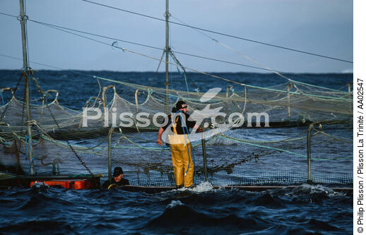 Pisiculteur à Clare Island. - © Philip Plisson / Plisson La Trinité / AA02547 - Nos reportages photos - Aquaculture