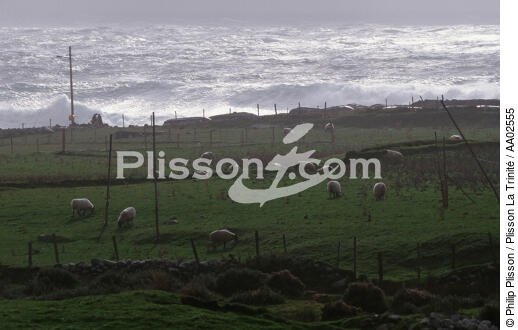 Achill Island. - © Philip Plisson / Plisson La Trinité / AA02555 - Photo Galleries - Mammal