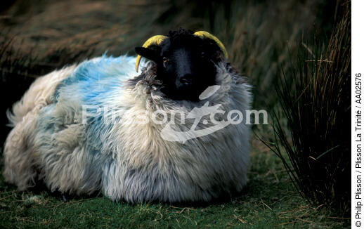 Mouton irlandais. - © Philip Plisson / Plisson La Trinité / AA02576 - Nos reportages photos - Irlande, l'île verte