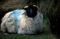 Mouton irlandais. © Philip Plisson / Plisson La Trinité / AA02576 - Nos reportages photos - Irlande, l'île verte