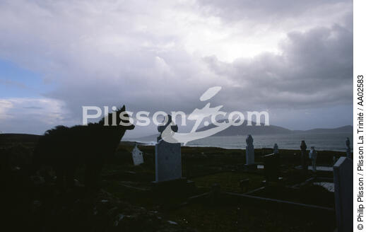 Chien dans un cimetière à Fallmore. - © Philip Plisson / Plisson La Trinité / AA02583 - Nos reportages photos - Irlande, l'île verte