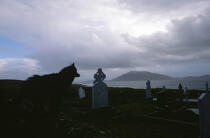 Chien dans un cimetière à Fallmore. © Philip Plisson / Plisson La Trinité / AA02583 - Nos reportages photos - Irlande, l'île verte