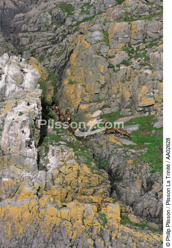 Chevreuils sur des rochers. - © Philip Plisson / Plisson La Trinité / AA02628 - Nos reportages photos - Mammifère