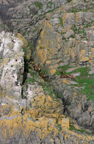 Chevreuils sur des rochers. © Philip Plisson / Plisson La Trinité / AA02628 - Nos reportages photos - Paysage intérieur