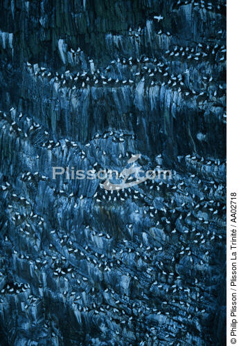 Oiseaux sur Bull Rock. - © Philip Plisson / Plisson La Trinité / AA02718 - Nos reportages photos - Phare [Irl]