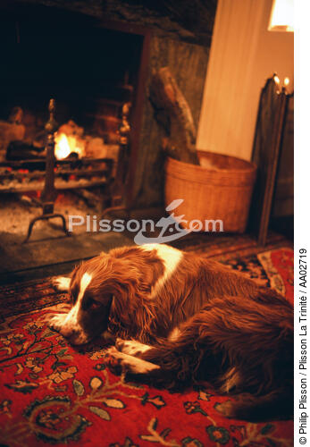 Chien devant un feu de cheminée. - © Philip Plisson / Plisson La Trinité / AA02719 - Photo Galleries - Dog