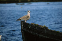 Goëland sur une barque. © Philip Plisson / Plisson La Trinité / AA02723 - Nos reportages photos - Bateau à rames