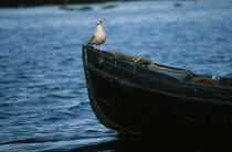Goëland sur une barque. © Philip Plisson / Plisson La Trinité / AA02724 - Nos reportages photos - Faune et Flore
