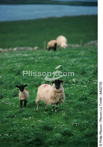 Moutons en Irlande. - © Philip Plisson / Plisson La Trinité / AA02735 - Photo Galleries - Mammal