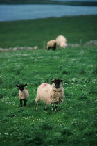 Moutons en Irlande. © Philip Plisson / Plisson La Trinité / AA02735 - Photo Galleries - Ireland, the green island