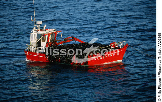 Goémonier en mer d'Iroise. - © Philip Plisson / Plisson La Trinité / AA02868 - Photo Galleries - Flora