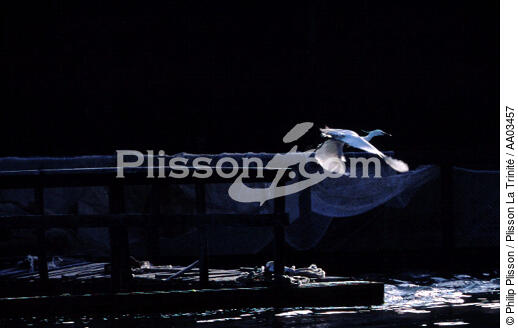 Aigrette. - © Philip Plisson / Plisson La Trinité / AA03457 - Nos reportages photos - Hydrologie