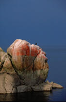 Cormoran sur un rocher en baie de Morlaix. © Philip Plisson / Plisson La Trinité / AA03510 - Nos reportages photos - Ville [29]
