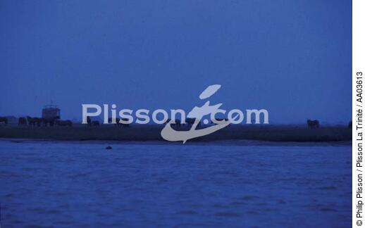 Chevaux à la tombée de la nuit. - © Philip Plisson / Plisson La Trinité / AA03613 - Nos reportages photos - Trieux [rivière du]