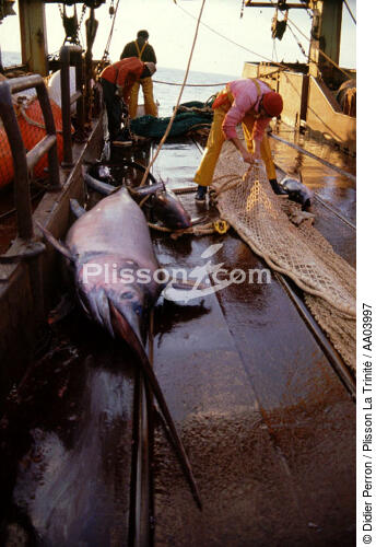 Pêche à l'espadon. - © Didier Perron / Plisson La Trinité / AA03997 - Nos reportages photos - Bateau de pêche