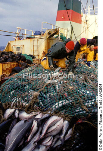 Pêcheurs remontant les filets. - © Didier Perron / Plisson La Trinité / AA03998 - Nos reportages photos - Pêcheur