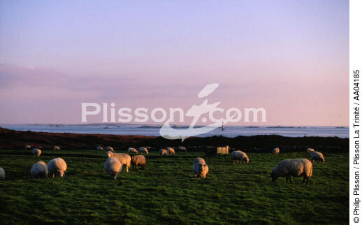 Moutons à Ouessant. - © Philip Plisson / Plisson La Trinité / AA04185 - Photo Galleries - Mammal
