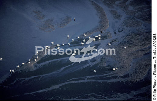 OIseaux dans le bassin d'Arcachon. - © Philip Plisson / Plisson La Trinité / AA04288 - Nos reportages photos - Oiseau de marais
