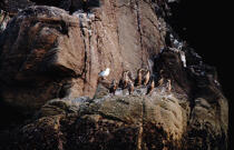 Cormorans sur un rocher. © Philip Plisson / Plisson La Trinité / AA04332 - Photo Galleries - Fauna and Flora