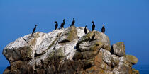 Cormorans sur un rocher. © Philip Plisson / Plisson La Trinité / AA04334 - Nos reportages photos - Rocher