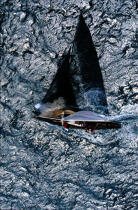 Ombre d'un voilier. © Philip Plisson / Plisson La Trinité / AA04680 - Nos reportages photos - Jauge internationale