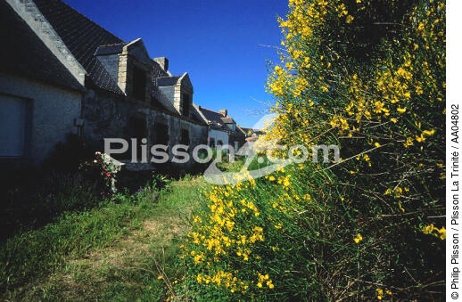 maison sur Hoëdic. - © Philip Plisson / Plisson La Trinité / AA04802 - Nos reportages photos - Flore