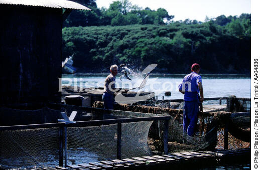Ferme de pisciculture en rivière d'auray. - © Philip Plisson / Plisson La Trinité / AA04836 - Nos reportages photos - Hydrologie