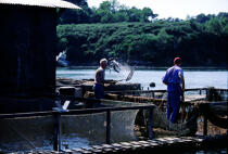 Ferme de pisciculture en rivière d'auray. © Philip Plisson / Plisson La Trinité / AA04836 - Nos reportages photos - Poisson