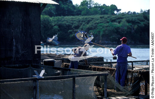Elevage de saumon dans le Morbihan. - © Philip Plisson / Plisson La Trinité / AA04837 - Photo Galleries - River