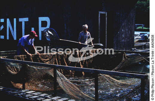 Pisciculture dans le Golfe Morbihan. - © Philip Plisson / Plisson La Trinité / AA04838 - Photo Galleries - Fish farming