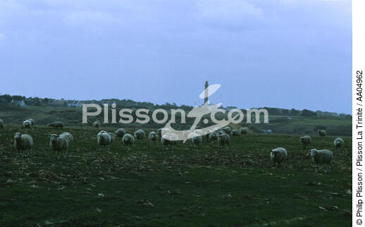 Moutons sur Belle ile. - © Philip Plisson / Plisson La Trinité / AA04962 - Nos reportages photos - Goulphar