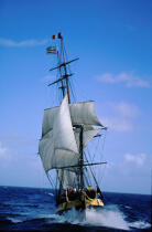 Le navire école HMS Rose. © Philip Plisson / Plisson La Trinité / AA04989 - Photo Galleries - Tall ship / Sailing ship