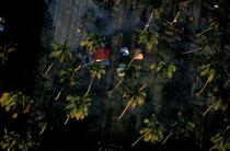 Campement sous les Palmiers. © Philip Plisson / Plisson La Trinité / AA05333 - Photo Galleries - Palm tree