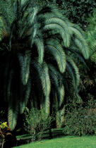 Végétation luxuriante à la Martinique © Philip Plisson / Plisson La Trinité / AA05402 - Photo Galleries - West indies [The]