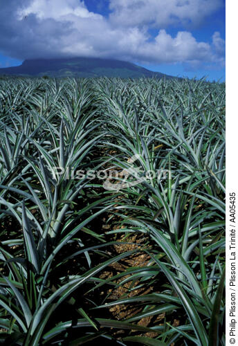 Plantation d'ananas devant la montagne Pelée. - © Philip Plisson / Plisson La Trinité / AA05435 - Nos reportages photos - Faune et Flore