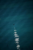 Envol d'un cormoran. © Guillaume Plisson / Plisson La Trinité / AA05938 - Nos reportages photos - Cormoran