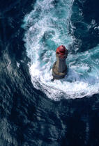 Le phare de la Jument. © Philip Plisson / Plisson La Trinité / AA05939 - Nos reportages photos - Activité maritime