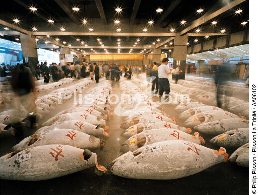 The Tokyo market, the largest fish market of the world. - © Philip Plisson / Plisson La Trinité / AA06102 - Photo Galleries - Tuna