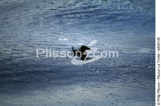 Oiseau mazouté. - © Philip Plisson / Plisson La Trinité / AA06145 - Nos reportages photos - Pollution