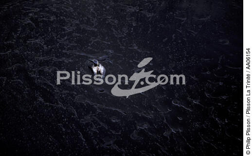 Fou de Bassan prisonnier d'une nappe de pétrole. - © Philip Plisson / Plisson La Trinité / AA06154 - Photo Galleries - Gannet