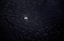 Fou de Bassan prisonnier d'une nappe de pétrole. © Philip Plisson / Plisson La Trinité / AA06154 - Photo Galleries - Pollution