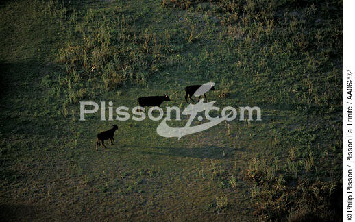 Taureaux en Camargue. - © Philip Plisson / Plisson La Trinité / AA06292 - Photo Galleries - Mammal