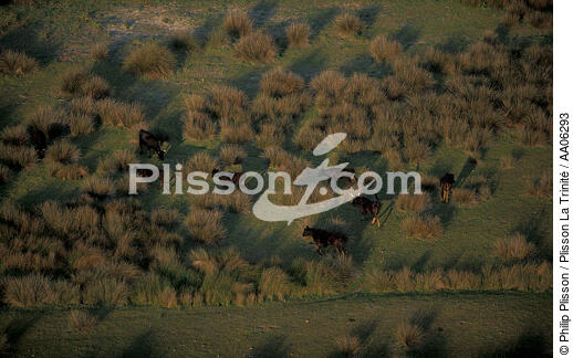 Taureaux de Camargue. - © Philip Plisson / Plisson La Trinité / AA06293 - Photo Galleries - Bull