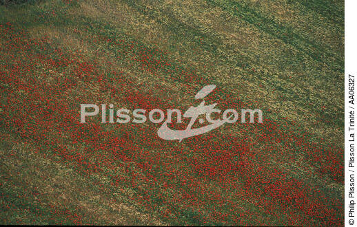Champ fleuri dans le Gard. - © Philip Plisson / Plisson La Trinité / AA06327 - Nos reportages photos - Champ