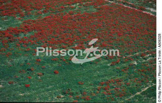 Pré fleuri. - © Philip Plisson / Plisson La Trinité / AA06328 - Photo Galleries - Languedoc-Roussillon