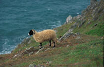 Mouton sur les côtes écossaises. © Philip Plisson / Plisson La Trinité / AA06387 - Nos reportages photos - Mammifère