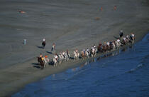 Promenade équestre en bord de mer © Philip Plisson / Plisson La Trinité / AA06483 - Photo Galleries - Horse