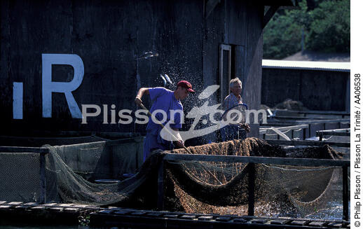 Pisciculture en rivière d'Auray. - © Philip Plisson / Plisson La Trinité / AA06538 - Nos reportages photos - Pisciculture