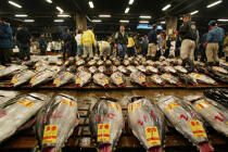 The market for tuna from Tokyo. © Philip Plisson / Plisson La Trinité / AA06540 - Photo Galleries - Fish